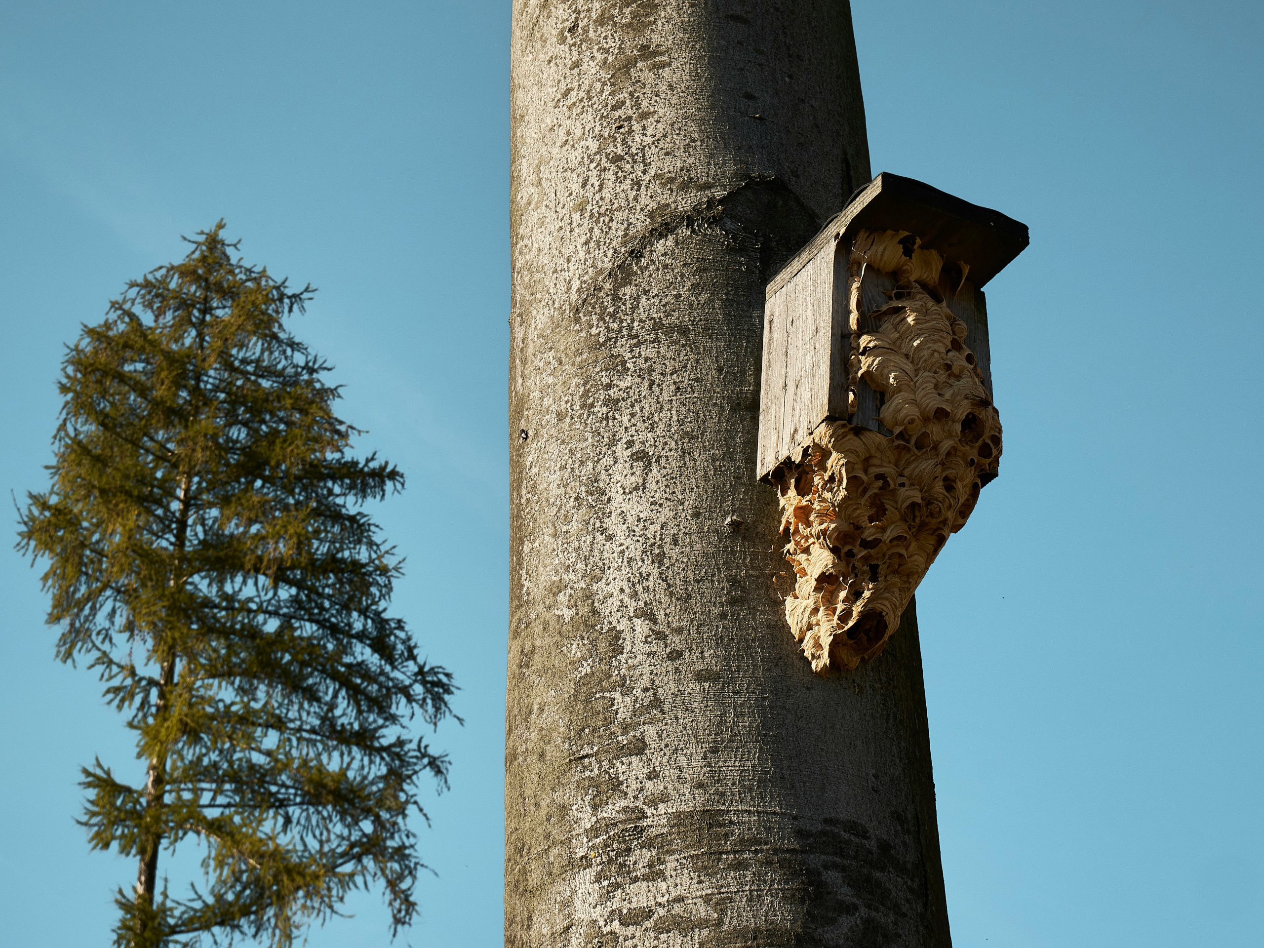 Gniazdo szerszeni na drzewie w ogródku które wymaga usuwanie gniazd szerszeni